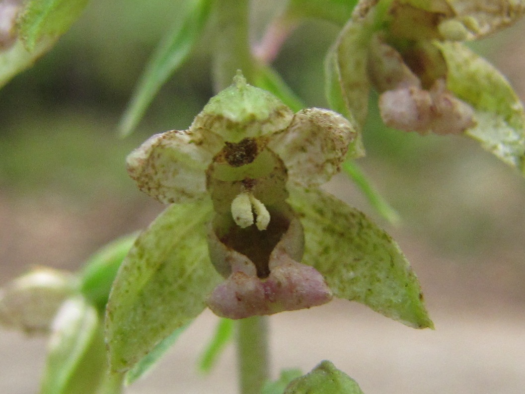 Epipactis 2: viridiflora?